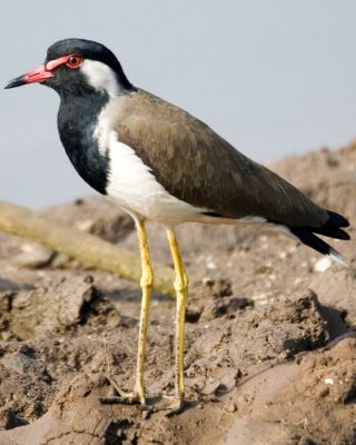 Red wattled lapwing
ٹی ٹی 
Titi
ٹی ٹی بلوچستان ءِ کور و زیدانی زیمُر بگوشیت رد نہ انت چیا کہ ٹی ٹی وھدے الہان کنت تانسریں جاہاں سرا زوریت ءُ ہر کسی دلگوش ءَ وتی نیمگ ءَ گور کنائین ات ، ٹی ٹی بلوچستان جہمنندیں بالی مُرگاں چہ یک ءِ اے ترا مدام بلوچستان ءِ جنگلاں تیاب دپاں ہم دست کپیت ۔
