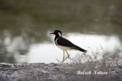 Red-Wattled Lapwing
ٹیٹی
Titi
ٹی ٹی  بلوچستان ءِ کور و زیدانی زیمُر بگوشیت رد نہ انت چیا کہ ٹی ٹی وھدے الہان کنت تانسریں جاہاں سرا زوریت ءُ ہر کسی دلگوش ءَ وتی نیمگ ءَ گور کنائین ات ، ٹی ٹی بلوچستان جہمنندیں بالی مُرگاں چہ یک ءِ اے ترا مدام بلوچستان ءِ جنگلاں تیاب دپاں ہم دست کپیت ۔
