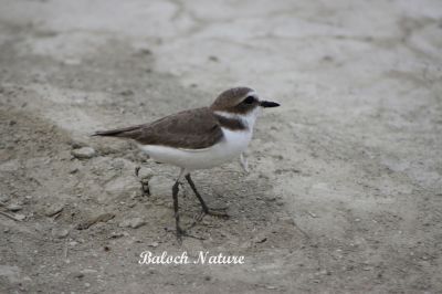   Little ringed plover 
توکو
Toko
توکو کسانیں آپی مُرگ ءِ بلے ڈن ءُ گواران ہم گردیت۔ اے ٹلوے زاتیں مُرگ ءِ چو مردم دوستیں مرُگ ءِ کہ یلہ دو بال نہ کنت ۔ اشیَ گردن ءَ توک ءِ پر انت چمیشگا اشیا توکو گوش انت۔ 
