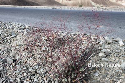 Boerhavia elegans
Tolag pott
تولگ پُٹ
تولگ پُٹ کسانیں بوٹگ ات کہ گیشتر ڈلپادیں او کوہاں رودیت ۔ کسانیں دراجیکیں تاک پر کنت ۔ اے سُہر رنگیں شاہ پر کنت او نازورکیں پُل جنت ، اے گرماگ  ءِ اول سرا ھُشک تر ات دست پر کنے پروشیت ءُ بُریت ۔ اے باز نازُرک انت
