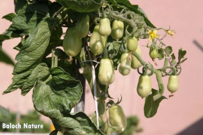 Tomato
چماٹوک
Chamatok
چماٹوک ماں نوکیں دروشُم ءَ ۔ چماٹوک ءِ تاکاں سر گڑ کن چماٹوک گیشتر بر پر کنت ۔ 

