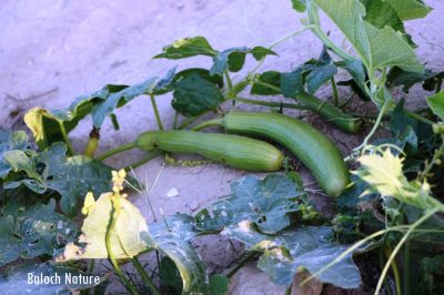 Ridge Gourd - Luffa
توری
Tori
توری یک سبزی زانگ بیت، بلے بلوچستان ء سبزی نہ انت - بلے مرچی باندا بلوچستان ء گیشتر مردم وتی باگاں کش انت ء- توری گیشتر پہ نارُشت کارمرز بیت - توری نارُشت باز تامدار انت - وھدے کہ توری پیر بیت گڈا پُونس بیت - پونس ء چہ مردم زورنت رزارن شودنت پر او جان ہم شودانت -۔

