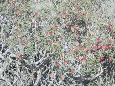 Pteropyrum scoparium
Tosso
تُسّو
تسّو کسانیں درچکے کہ کنٹگے پرنیست اشیے ۃورتیں تاکاں چوپنت او کسانیں چوکاں دئینت اگاں لاپ ء وش مہ بیت - سُہریں پُل پر کنت - اشیے دار سہچکے کارا کئیت - او تاکاں پس ورانت -۔


