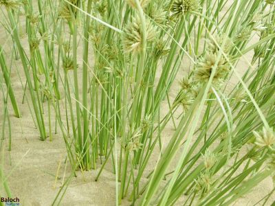 Purua-Grass
Tozg
تُزگ
تُزگ گیشتر لچ اُو مین ء رودیت - بزاں آپ  ء کش اُو گواراں - تُزگ دریا ء سوریں آپ ء کش او گواران ہم رودیت - تُزگ اُنڈال چہ بارگیں دارے نمودار بیت بُرزا کلّچک ء وڈیں تاک اُو پُل پر کنت - تُزگ ء چرگ پس لچانی تُوک مین بنت اگاں شپانک دلگوش مداریت گڈا پساں شگال شکار کن انت - چونایا تُزگ ء مرچاں پُل ء وڈا لوگانی دپ اُو ترّوتابانی جاگہاں کشنت - باز ڈولدار انت


