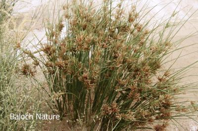 Cyperus conglomeratus
توزگ
Tozg
تُزگ گیشتر لچ اُو مین ء رودیت - بزاں آپ ء کش اُو گواراں - تُزگ دریا ء سوریں آپ ء کش او گواران ہم رودیت - تُزگ اُنڈال چہ بارگیں دارے نمودار بیت بُرزا کلّچک ء وڈیں تاک اُو پُل پر کنت - تُزگ ء چرگ پس لچانی تُوک مین بنت اگاں شپانک دلگوش مداریت گڈا پساں شگال شکار کن انت - چونایا تُزگ ء مرچاں پُل ء وڈا لوگانی دپ اُو ترّوتابانی جاگہاں کشنت - باز ڈولدار انت


