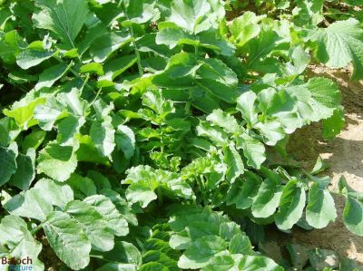 Radish
Torop
ترُپ

ترُپ کسانیں ذات ء کاہے - چو گزرک ء وڈا بُن جنت -  دگہ راج ترُپ ء بُن ء نارُشت کن انت بلے بلوج گیشتر اشیے تاکاں وارت - ترُپ ء نازُرکیں تاکانی جتاہیں تام  او وتی ہجّارے - ترُپ بلوچستان ء کاہے نہ انت بلکن چہ ڈنّ ء آرگ بوتگ


