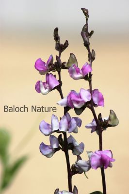 Hyacinth Bean
Waloor
والور
والور چونایا یک دھل ء ۔ بلے بلوچستان  ء کوھنیں دھل ء نہ انت - بلوچستان مرچاں والور کشاورزی کن انت - والور درچکے نہ انت بلکنگا یک ولّ ات کہ وتی برجاہ دارگ واستہ درچک او داراں سر کپیت - والور ماک ء وڑیں اسپیت او جمو  پُل پر کنت کہ باز ڈولدار انت ۔ والور کوسرک پر کنت کہ سبزی جوڑ کن انت ۔
