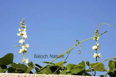 Hyacinth Bean
Waloor Poll ent
والور پُل انت

والور چونایا یک دھل ءِ ۔ بلے بلوچستان ءِ کوھنیں دھل ء نہ انت - بلوچستان مرچاں والور کشاورزی کن انت - والور درچکے نہ انت بلکنگا یک ولّ ات کہ وتی برجاہ دارگ واستہ درچک او داراں سر کپیت - والور ماک ءِ وڑیں اسپیت او جمو پُل پر کنت کہ باز ڈولدار انت ۔ والور کوسرک پر کنت کہ سبزی جوڑ کن انت ۔
