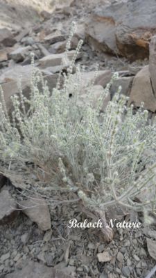 Salvia aegyptica
وشبو
washbo
اے کسانیں درچک ءِ کہ گیشتر ماں ڈلپادیں او کوہاں رودیت ۔ اے بارگ بارگیں تاک جنت بلے اسپیتیں پُژ پر بیت ۔ اشیے تاکاں دست جنے گڈا بوہ پہ شان ات ، وشیں او سارتیں بوہ کنت چمیشکا اشیے نام وشبو انت ۔ بوت کنت کہ بلوچستان ءِ دگہ ھنداں دگہ نام ءِ بوت بہ بیت۔
