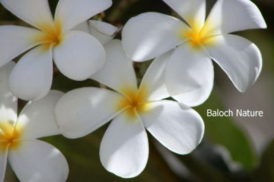 White frangipani
Frangipani
پرنگی پانی
اے میان قد ء درچکے کہ اسپیتیں او سُہریں پُل پر کنت - مرچی باندا بلوچستان ء کم کمے گندگ بیت کہ باز مردمان وتی لوگانی دپا کشتگ انت - تنی وھدی اشیا بلوچی نام نیست ۔
