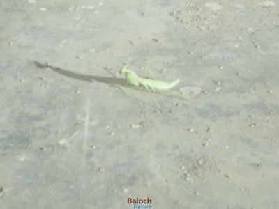 Praying Mantis
Zahr 
زھر
اے ھم یک کٹگ ء ذات ء - بلوچیا اشیا ذھر گوشنت - منی ھیالا اشیا زھر مان نیست - بلے گونڈانی تُرسینگے واستہ کہ اے کٹگ ء مگر انت او تاوان مدی انت - پرچا کہ اے وھدے کساں بیت گڈا بال کت نہ کنت - بلے مزن بیت گڈا بال رودینیت -۔


