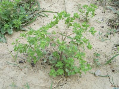 Petty Spurge
Zahrichk
زھریچک
اے یک کسانیں کاہے گیشتر ماں زمستانء ڈگارانی توکا رودیت - اشیا پا گیشتر کاہا کارمرش کن انت - بلے اگاں تو ھیال گور مکنے زھریچکے شیرگ چمّانی واستا شر نا انت - چمیشکا زھرچکے چینگا رند دستاں شود یت تنکہ تاوان مہ دنت -۔

