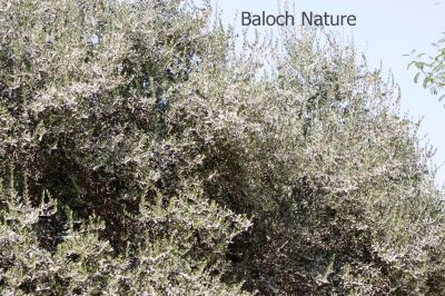 Olive
Zaiton
زیتون
زیتون بلوچستان ء درچک نہ انت ۔ اے گیشتر درمیانی روچدراتکی ھند او دمگاں رودیت ، بلے فلستیں پہ زیتون نام دار انت ۔ بلے مرچی باندا یوروپ ء اسپیں ہم زیتون ء بُنجُل زانگ بیت - زیتون اے دانگ زھر انت بلے ایشان واد او آپان کن انت تنکہ زھری ء ھلاس بیت ۔ اشیے دانگاں پہ شوک ورانت - اشیے دانگاں چہ ٹیل ہم درکن انت ۔ اشیے ٹیل ہم باز کار دنت۔

