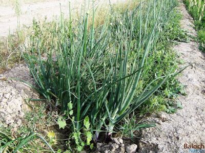 Green Onion
زلونگیں پیماز
زلونگیں یا تاکی پیماز ء گیشتر سلادے وڈا کارمرز کن انت - اے پیماز بُن پر نہ کن انت بلے اشیے توم ء گرانت و پدا کش انت گڈا بُن پر کنت - پیماز ء بلوچ باز کارمرز کن انت

