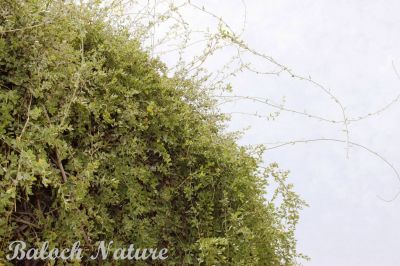 COCCULUS SP
زامُر
Zamor
چونایا زامْر ء درچکے لیکنت - بلے زامْر درچکے نہ انت بلکن یک ول ء - زامْر چو ول ء وڑا دومی درچکے سرا روت - اگاں درچکے بوتیں گڈا وتی کنٹے سرا چو درچکے وڑا مک بوتیں - بلے چوش کہ ول ء پمیشکہ دگہ درچکانی کمک و مدت ء وتا پتاہاں کنت و سر کپیت - اے گیشتر کھور، چگرد، چش، و پیرانی سرا سر کپیت۔

جُست۔۔۔ من زامُری درچکے باں تلاری دیم ء رُداں
پسُو۔۔۔ من کُوہی گرانڑے باں تئی سرشاہان چراں
