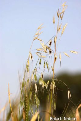 Oat
ژلانگوک
Zhalangok
ژلانگوک گلّہ اُو جوے زاتیں کاہ ء - بلے ایشیے بر یا دان ءَ بلوچ نیامت ء نہ لیک ات - اے گیشتر ماں کشارانی توکا رودیت اُو پجّارگ نہ بیت - بلے ہُوش ء وھدا پیداور بیت - دلوتانی واستہ  کاہے کارمرزکنت ۔ چونایا دگنیائے آ دگہ راج ایشیارا ٹوہیں  نیامت ءِ لیک انت ۔ایشیے آرت ء کیلو بیست  ڈالر بہا بیت ۔ اشیے آرت ءَ گوشت پچک ءَ چہ پیش درنز انت ۔ پدا گوں روگن فرائی کن انت ۔ گوش باز تامدار بیت ۔ اشیے لوٹ مرچاں باز بوتگ ۔ 
 
