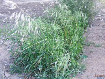 Oat
Zhalangok
ژلانگوک
ژلانگوک گلّہ اُو جوے زاتیں کاہ ء - بلے ایشیے بر یا دان نیامت ء نہ انت - اے گیشتر ماں کشارانی توکا رودیت اُو پجّارگ نہ بیت - بلے ہُوش ء وھدا پیداور بیت - دلوتانی واستہ شرّیں کاہے 
