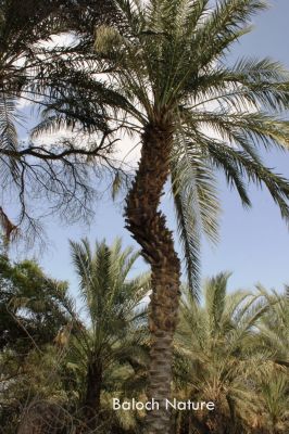 Zigzag Palm tree
چپ ءُ چوٹیں مچ
Chap o Choten Mach
مچ بلوچستان ءَ باز انت ، ہمے وڑا مچّانی زات ءُ زُریات ہم باز انت۔ لہتیں مچ است کہ آہانی کنٹ زنڈ ءُ تیار انت ۔ آہانی اُمبر ہم باز بیت ءُ کنٹ ہم کارءَ کیت۔ چوش کہ پیژناہ ، روگنی ، دشتاری ءُ دگہ بازیں بلے الینی تامدادیں ناہ پر کنت بلے کنٹ انچو تیار نہ انت ۔ءُ اُمبرے ہم چل سال ءَ گیش نہ بیت۔ ھسینی ہم انچیں مچ ات کہ بہانی بہ تچک نہ بیت، مدام چپ ءُ چوٹ بیت۔ اے اکس زانگ نہ بیت کہ کجام مچ انت بلے چو ھُسینی ءَ چوٹ انت۔
