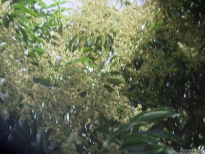 Blooming Mango
Amb e  Borr
بلوچستان امب ء واستہ یک اکاپیں ہند و دمت انت - ادے موسُم امب ردوم ء باز دلے تب انت - بلے شرت ہمیش انت کہ امب ء واستہ الکاپیں باگ شرّیں آپ بہ بیت 

