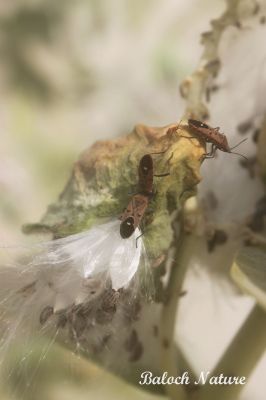 insect
بالو
Balo
اے یک ڈولداریں بالوے کہ گیشتر ماں بانکلینک ءِ برے وھدا زاھر بیت، پدا کرگ ءِ پُہتہیں برا ہم ھدوناک انت۔ 
