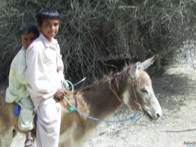 Donkey
Harr
ھر
بست یکمی  کرن ء دگنیا  ء  گیشتر  ملکاں  جانور  آذات  انت  بلے  بلوچستان ء انگتا اشتر  و  ھراں  بار لڈنت - بلوچستان  ء پرپٹ  ء  سرا  ڈبل  سواری گناہ  انت - بلے  ھرے  سرا  ڈبل  سواری  سواب انت - اے دویں گوانڈو  کاہ ء  رھادگ  انت

