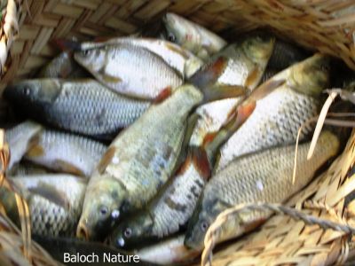 Catchi from Mirani dam
میرانی ڈیم ءِ شکار
Mirani dam e shikar
اے میرانی ڈیم ءِ نوکانیا شکار کتگیں ماھیگ انت۔
