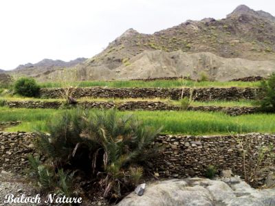 Mountain farm of Balochistan
دشتوک ءِ شہرے ندارگ
Dashtok e Nadarag
ادا ہمے زانگ بیت کہ کجام تکلیفی ءَ گون بلوچاں پہ وت ناگیگیں جاگہاں کشاورزی ءِ زمین جوڑ کتگ ۔ اے دشتوک زامران اکس ءِ ۔ 

