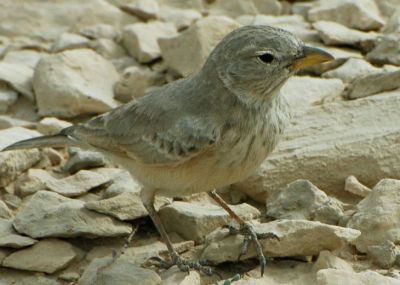 Desert Lark
Chadol
چڈول
چڈول کسانین مُرگے گیشتر ڈلپادیں ھند و دمگاں او کوھاں گردیت - روچے سہب ء بگر تاں بیگاہا گیشتر کوہے چمگانی سرا آپ کنگا دست کپ انت - اے گیشتر درچک او داراںی او کاہ او بوٹگانی ہُشکین او رتکگیں دانگاں چن انت ورانت، باز ڈولداریں مرگے چوش کہ ڈلی مرگے آیے رنگ ہم چو ڈلے وڑا انت - او باز جاہ ء اشیا بڑول ہم گوشنت ۔
چڈول ء گوشتگ۔۔
من   چڈولان   چاہی    ڈولاں
زیرگوں  پلپلوں وادوں پرکن
درستیں   مرگاں   وشتر باں
