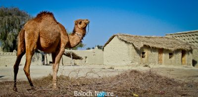 Baloch Camal
Hoshter
ھُشتر
یک زمانے بوتگ کہ بلوچاں ھُشترے سرا وتی لاپ درگیتکگ ، بلے مرچاں موٹلانی آہگا ھُشترانی کدر کم بوتگ - چمیشکا بلوچستانا ھُشترانی نسل کم بوّان انت - پرچاکہ ھپشترانی والینگ گران انت ھرکس پیلو کُت نہ کنت - اگان بلوچستان ھکومت ہمے وڈا برجاہ بہ بیت ھۃشترانی ہمراہیا پس و گوک ہم نسل بیگواہ بیت -۔
اے اکس یک کوانٹیں ھشترے کہ کُل ء دیما وتی بنجاہ ء بستگ -۔
