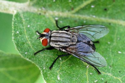 Flesh Fly
گوتی مگیسک
Goti Magisk
مگسک ءِ باز زات انت ۔ اے سیاہ ءُ  ماش ءُ کنگ ءِ رنگ انت بلے چم ءِ سُہر انت ۔ اے گیشتر گوتانی سرا نند انت چمیشکا ایشیا گوتی مگیسک گوش انت ۔
