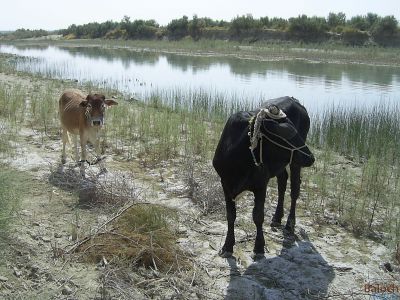 Cow
Gouk
گُوک
اے دو گوسک انت - مستریں ٹاب بزاں نرین او کستریں پُرّاپ بزاں مادگیں ات - گُوّال ء پا چارینگا کور ء آئورتگ انت

