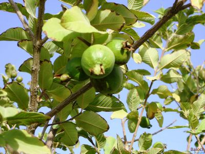 Guava
زیتون
Zaiton
زیتون چونایا یک تامدارین میوہ ء - بلے اگاں زیتون کیچ ء بہ بیت گُڈا تامے انگت وشتر بیت ۰ 
