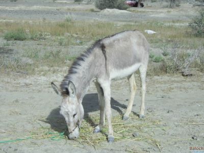Donkey
Harr
ھر
بلوچستان ء درُستیں ساھدارانی آبادی پا کساس کمّ بوّان انت - ھکومتے بلوچستانے گُشگ انت کہ ھرے آبادی ودّان انت - چوش مہ بیت کہ یکروچے بلوچستان ء ھرّ دزگیر بکن انت ؟؟؟؟؟ بلے منی ھیالا انّو ھم بلوچستانا ھرانی ھکومت انت ؟؟؟؟؟ ھاھاھاھآ

