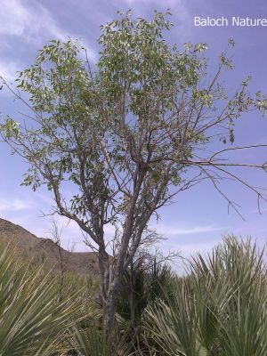 Olive. Olea europaea subsp
Hatt
ھت
ھت یک ٹوہیں درچکے کہ گیشتر ماں کوہاں رودیت - اے شرّیں او آبادیں جگہاں باز بُرز بیت - بلوچستان ء 
اشیے داراں پہ لوگ ء اڈ کنگا کارمرز کن انت او شاہ او لمباں دلوتاں دیینت -  ڈولداریں درچک ءَ عربی ءَ زیتون گوش انت ءُ ایشانی براں ورانت ءُ ٹیل جوڑ کن انت ۔ بلے بلوچ اشیے بابت ءَ سرپد نہ انت ۔ بلوچ اشیے زھر چکیں براں نہ ورانت ۔ 
