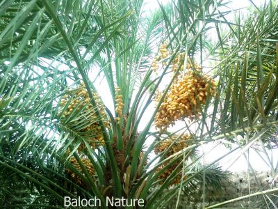 Balochistan a delicious Date Jadgali
Jadgali ya Misri
جدگالی یا مسری
مکران ھند و دماگاں جدگالی باز جوان پیداک بیت - جدگالی سبزیں پپُک ء چہ بگر تا ناہ ء درست شیرکن تامدار انت - جدگالی ء دانگ دراج انت او رژنا ہ انت - لہتیں ھند ء جدگالی ء مسری گوشنت - 

