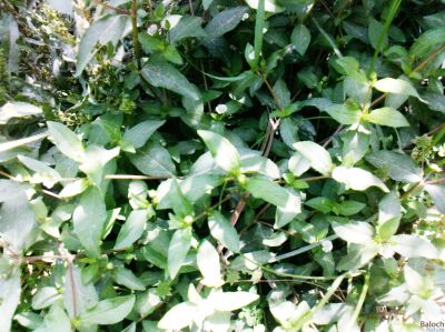 False daisy (Eclipta prostrata)
Johi Jawakk
جوُہی جواکّ
جوہی جواک گیشتر جوہ او شہجوانی کش و کرّا رودی او سیرآپیں ڈگارانی تہا ہم رودیت - جوہی جواک وت رودیں کاہے کہ کشاریں ڈگاراں ہم ھراب کنت - اسپیتیں پُل ء ہم جنت ڈولدار گندگ بیت -۔

