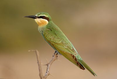Green Bee eater

کرکی ءُ نیلاں گواھرامُک
Karki. Nillan gwahramok
کرکی ءَ باز ھنداں نیلاں گوھرامُک گوش انت۔ کرکی بلوچستان ءِ وتی مُرک انت ۔ کشارانی ہمرنگیں بلے بُرزی نیمگا کمّ ءِ سُہری است۔ اے بالو پاتو کٹگ کرم شکار کنت۔ اے کسانیں بالی مُرگ ءِ بلے اشیے مستریں زات ءِ استیں کہ موسم ءِ سرا کئیت پدا واتر بیت۔
