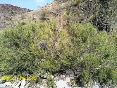 Pteropyrum scoparium
Karwan kosh
کاروان کُش

ڈلپادیں ہند و دماگاں رودیت - تُسّوے ذاتیں درچکے بلے چرایا کم ء برز تر بیت - اشیا گیشتر پہ درمان کارمرز کن انت 

