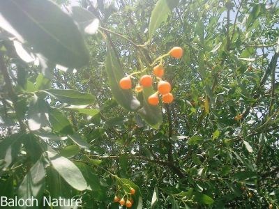 Ehretia obtusifolia
kasanin liwar
کسانین لیوّار
کسانیں لیوّار بلوچستان ے درچک نہ انت - اے بلے مرچاں بلوچستان لوگانی دیم او باگانی توک ا دست کپیت - او اشیا کسانین زردیں دانگ لپچناک انت بلے گونڈو اشیا پہ شوق سرچن انت او ورانت - بلے اے ھاسیں نیبگے نہ انت -۔
