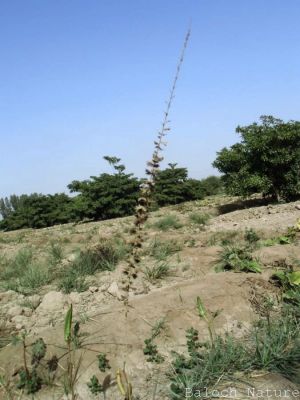 Desmostachya bipinnata
کِک ءِ ھوُش
Kik e hosh 
کک بلوچستان ءِ گرم ءُ سردیں ھند ءُ دمگاں رودیت ۔ ھرجاہ کہ ترا کک ڈک دنت تو دل ءَ جزم بو کہ آپ تئی کش ءُ گواراں موجود انت ، باز بلوچاں گوشتگ کہ کک آپ ءِ نشانی انت ، اے یک وترودیں کاہ ءِ کہ گیشتر ماں شہجواں ، بنداں جنگلاں کوہ ءُ ڈرّاں رودیت ، کک کہ آ جاہ ءَ رودیت ، چہ دراھگا ساری تسک انت کہ چہ زمیں درکیت ، اگاں لگت بہ بیت ، گڈاں پادے پُترگا ہچ چک ءُ پد نہ بیت ، کک اُنڈال باز جہل روانت ، اے کاہ سال ءِ دوازدہیں ماہاں وتارا داتیت ۔ کک الکپاپیں ھوش ءِ پر کنت کہ باز ڈولدار انت ۔
