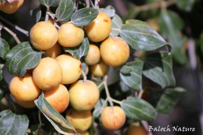 Zizyphus
کُنر
Konar
کُنر بلوچستان ء میوہ ء زانگ بیت - کنر ء بلوچ پہ شُوق ورانت - چمیشکا بلوچستان ء چُشیں باگے نیست کہ کُنر ء مان مہ بیت - کُنر باز زات انت - پنس، گڈّگی، بے گڈگ، مکئِ، او دگہ بازیں - 

