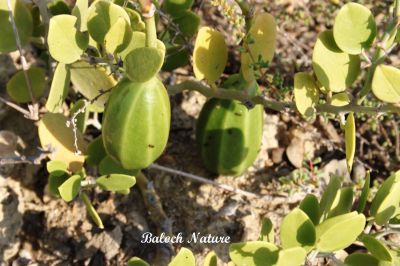 Capparis cartilaginea
کراپ
Krapp
اے یک کوہی کسانیں درچکے کہ گیشتر شانانی دیماں رودیت - ڈولداریں تاک پر کنت او ہر وھدا سبز و شاداب گندگ بیت ۔ اشیے تاک بَز بَز انت ءُ کسانکیں کوٹلوک پر کنت ، پدا ترککنت ءُ ھُشک بنت ۔ 
