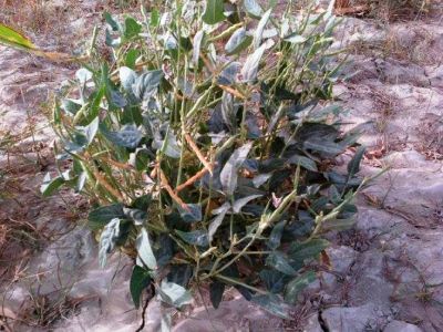 Black-eyed Bean
ماک
Maak
اک بلوچستان ء ڈگار او کُچّگاں مرچی ہم زینت انت ، ماک دراجیں کوسرک پر کنت کہ اسپیت گونگ انت - ماک ہم بلوچستان ء یک دھل ء زانگ بیت - ماک ء کُوّل باز تام دار انت - ماک ء کشار ہم سبز او ڈولدار انت -۔
