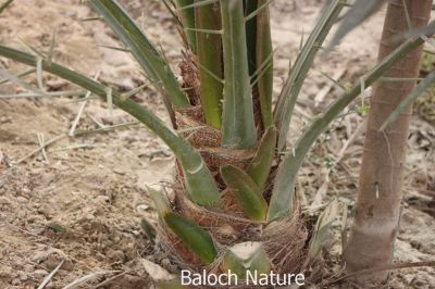  Date Fertile season
مچ گونش
Mach gonsh
مچ گونش ء موسم انت ۔ ادا اے کسانیں گونگ ء بے کساس ء ہوش آورتگ ۔ 
