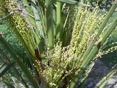 Fertile Date palm tree
Machch Gonsh
مچّ گونش
اے بیگم جنگی ء گوُانگ ء کہ گونش کُتگ - گونش تنیگا ھُوشانی توک ء مان انت - بیگم جنگی ء 3 بند دینت کہ یک بندیے 3 ٹال انت - بزاں 9 ٹال گونش یک ھوشیا دینت -۔


