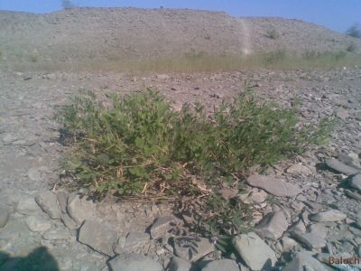 Tephrosia apollinea
Matkenok
ماتکینُک
اے یک کسانیں بوُٹگے کہ ریکپادیں او ڈل دیمیں ہنداں رودیت - اے چو مٹر ء وڈین پُل او کوسرک پر کنت - اے اکسے توکا آئے کوسرک زاہر انت - اشیے دانگانی چینگ و ورگا سیسیگ گورداگ لکّرگ کبگ شاتُل او کپوت کاھنت 


