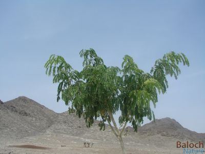 Albizia Lebbek
چنال
چنال ٹُوہیں درچکے - بلوچستان ء باز کم انت - اشیا گیشتر لوگانی دیما یا پیژگاہ ء کشینت - پرچا کہ یکّے بزیں ساحگ دنت دہمی پُلّے درگتا وشّین بوہ دنت - " کیچ ء چنال " باز نامداریں چنال ء بوتگ کہ بلوچ راجدپتر ء  است انت - بلے اے چنال ء اکس ہم جُلگہیں آسمان ء دلبند اُو سُرمگیں جُمپانی میان ء زپت کُتگ 

