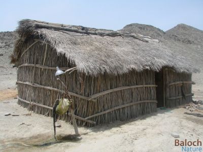 BALOCH CLASSIC HUT
Kargin ya Kolandari
کرگین یا کُلندری
اے بلوچانی لوگ انت - تنی وھدی بلوچستان دُراہیں ہند و دماگاں ترا اے وڈیں لوگ دست کپیت - ادا ما ہمے گندیں لہ بلوچانی گوں وتی چاگردا ہم رنگ انت بزاں لوگے رنگ گوں کوہ و ڈل و ڈوک و درچک او دارانی ہم رنگ انت

