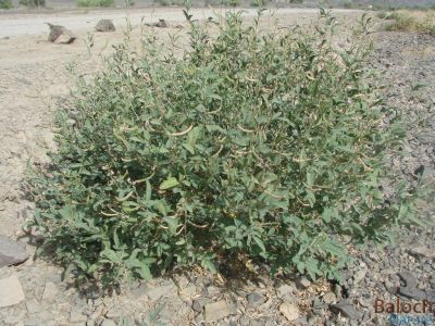 Tephrosia apollinea
Matkinok
ماتکینُک
اے یک کسانیں بوُٹگے کہ ریکپادیں او ڈل دیمیں ہنداں رودیت - اے چو مٹر ء وڈین پُل او کوسرک پر کنت - اے اکسے توکا آئے کوسرک زاہر انت - اشیے دانگانی چینگ و ورگا سیسیگ گورداگ لکّرگ کبگ شاتُل او کپوت کاھنت 

