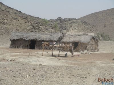 Balochi Hut
Kargin ya kolandari
کرگین یا کُلندری
بلوچستان ء چُشیں ھند و جاہ باز انت مہلونک انگتہ کرگینیں لوگانی تہا نشتگ انت - اے یک تہریے لوگ انت - گرماگے موسُم ء ہوا دار او سرد انت بلے زمستان ء ہم سرد بیت کرگین ء کشے لوگ ھرپُشت ء کہ آیے دیما بروک ء -۔


